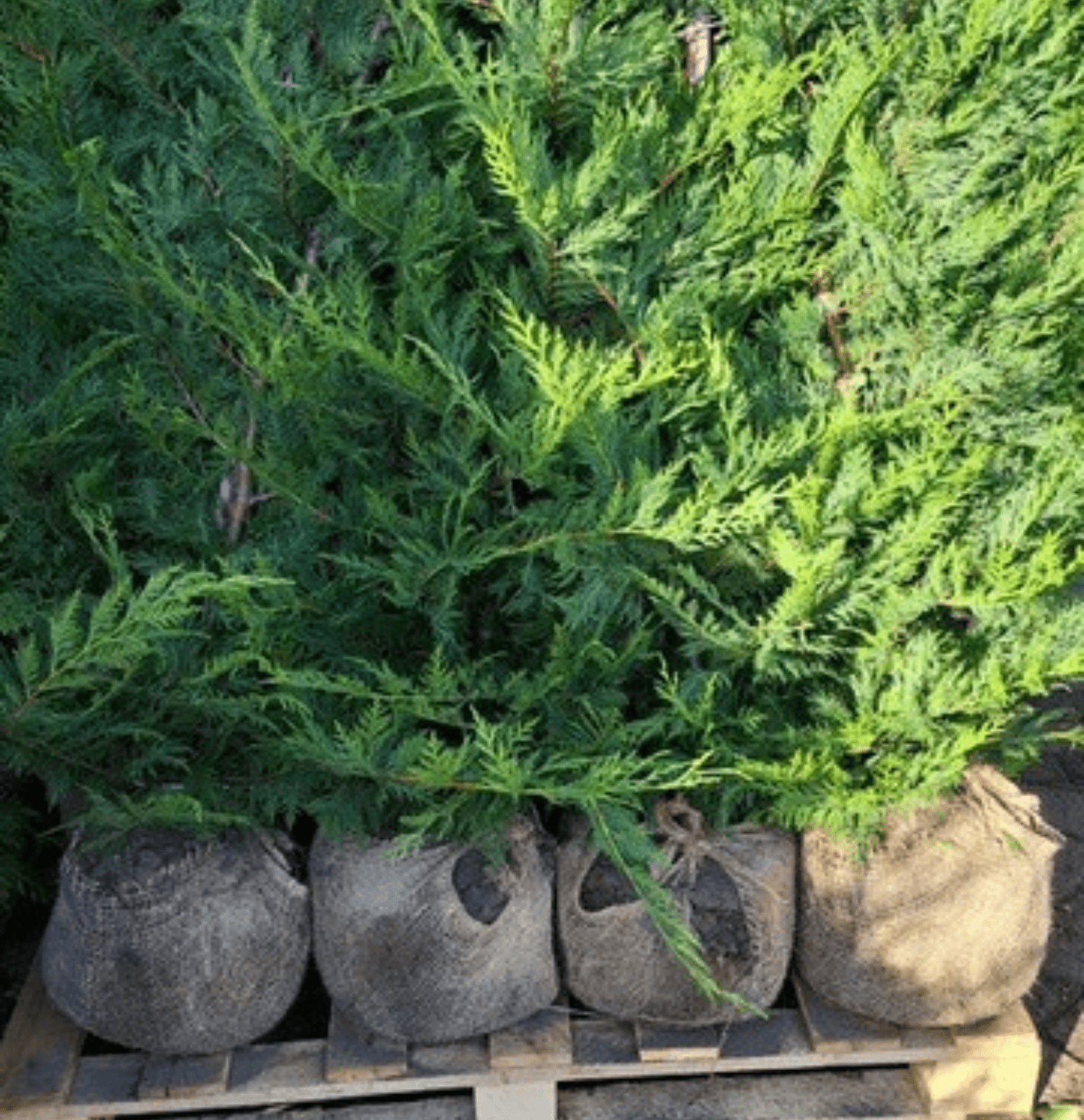 Cupressocyparis leylandii