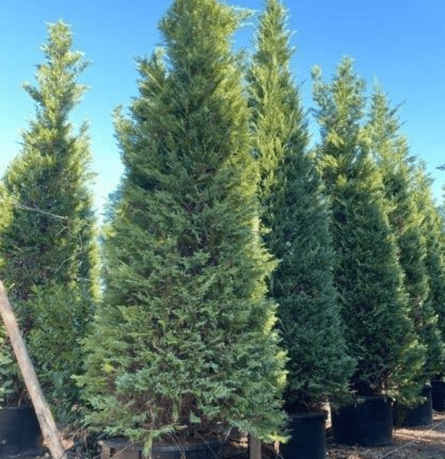 Cupressocyparis leylandii (Leylandii cypress Hedging) - Image 4