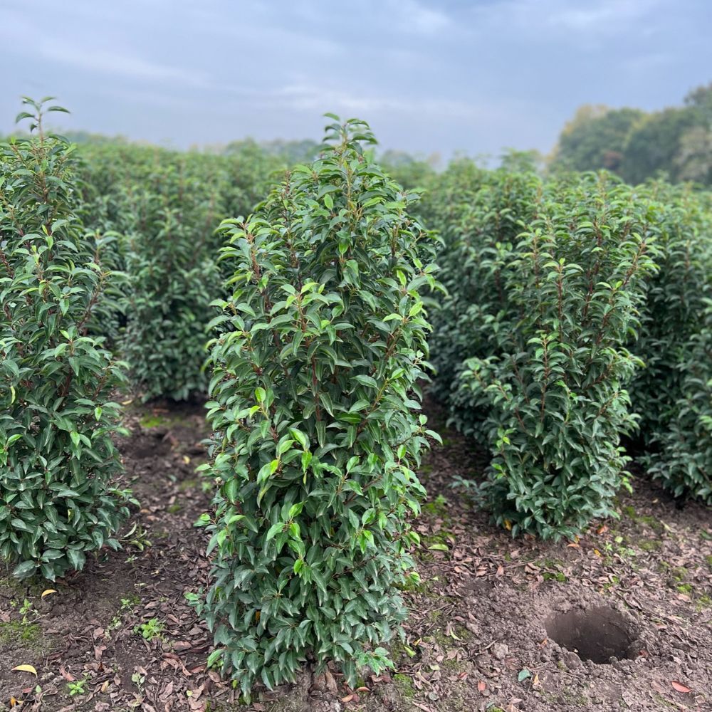 Prunus lusitanica rootballed hedging.