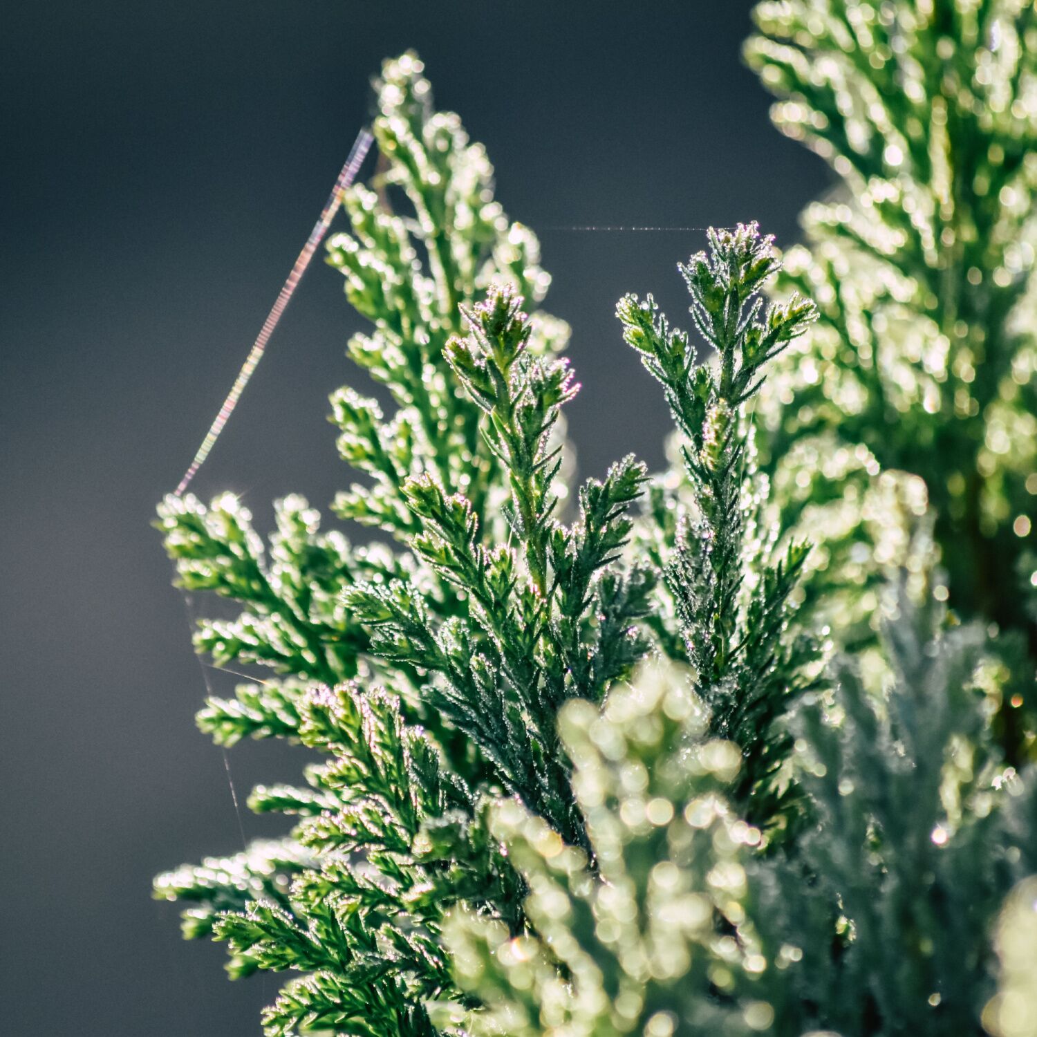 Cupressocyparis leylandii