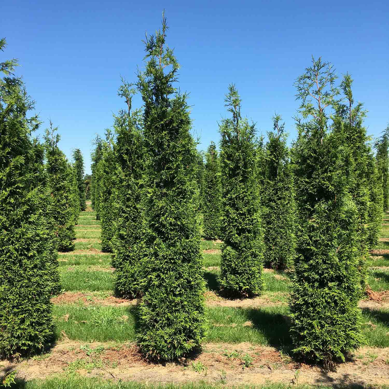 300 to 350cm tall Thuja hedging plants ready for sale.